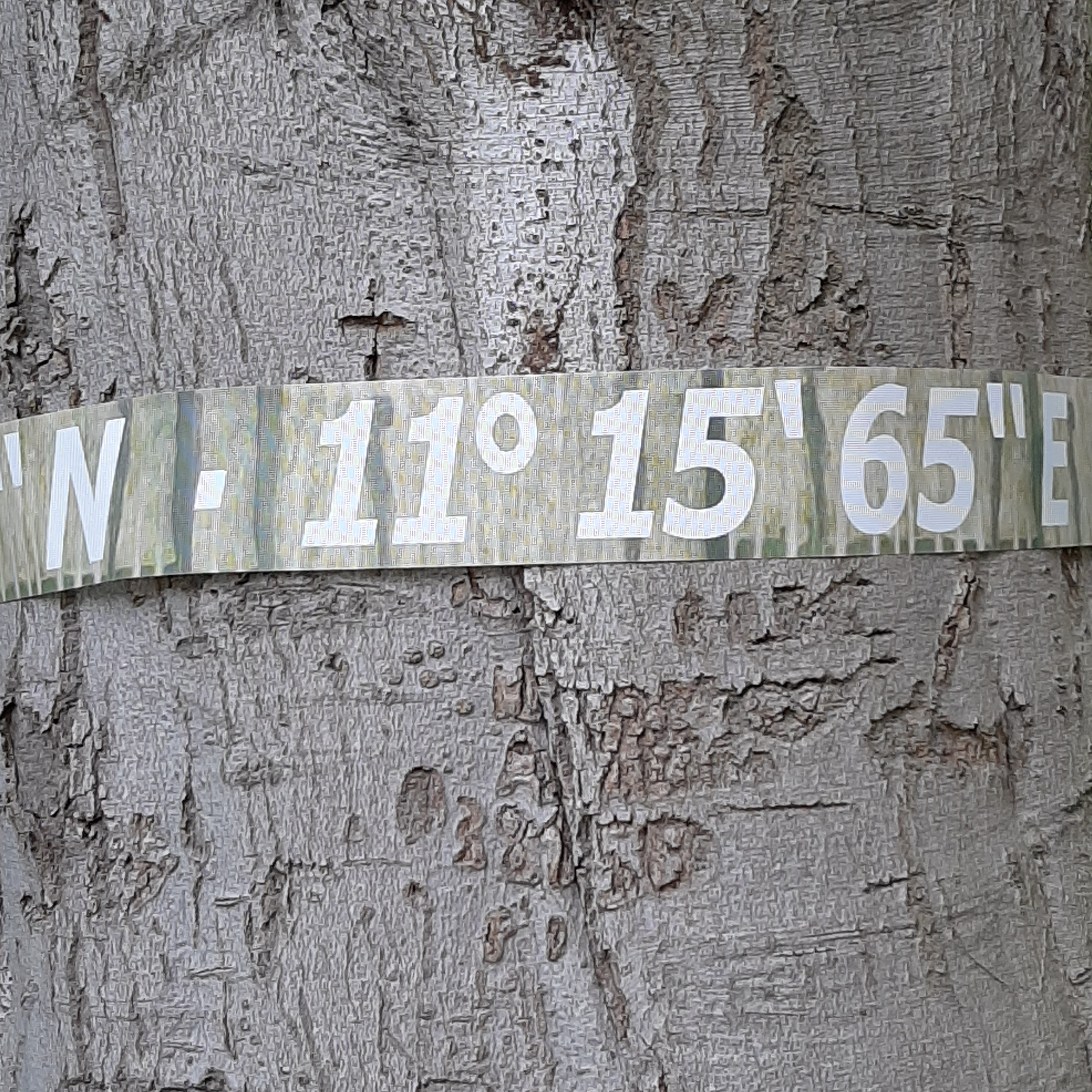Anja's Baum 1/7000 | Rotbuche im Schlosspark Bothmer 2020 | GPS 53°, 96′, 13″ N 11°, 15′, 65″ E